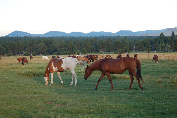 Horses on Vancouver Island acreage