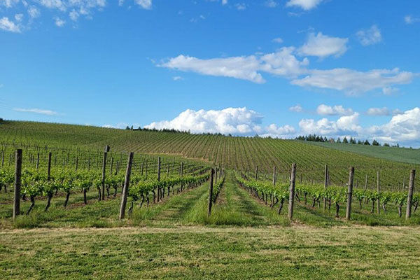 Vineyard rows on Vancouver Island